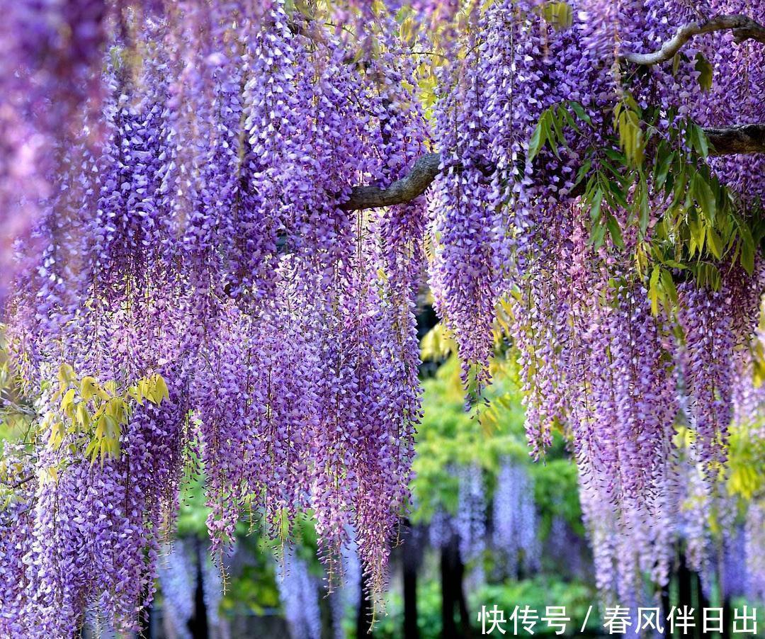 庭院搭花架,这“花卉三宝”你用过吗,很实用