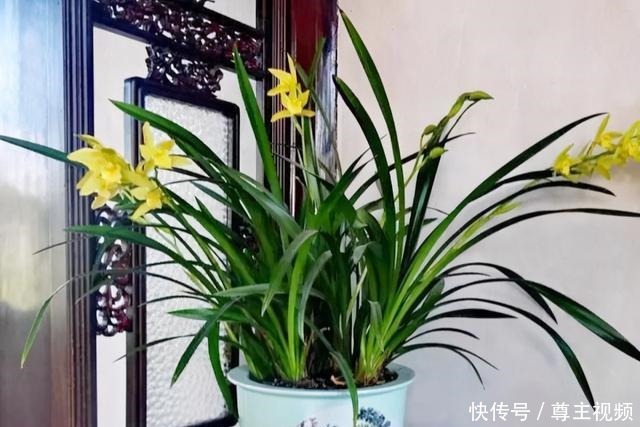 6种“热门”年宵花,个个喜庆吉利,雍容大气,颜值高,寓意好!