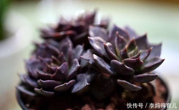 绿王子|黑王子养成了“绿王子”?那是你光照给少了!这样养植株更漂亮!