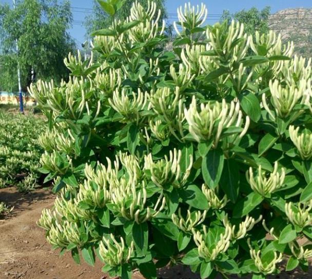 茶花|家中养3种“健康花”，种一次年年有花赏，花色鲜艳对身体好