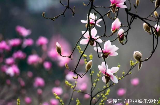 王维的这首诗，凄美至极，短短20字，从花开写到花落