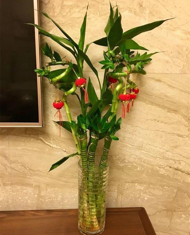 富贵竹不生根这种“液体”泡10天,冒出一圈小白根,再不黄叶