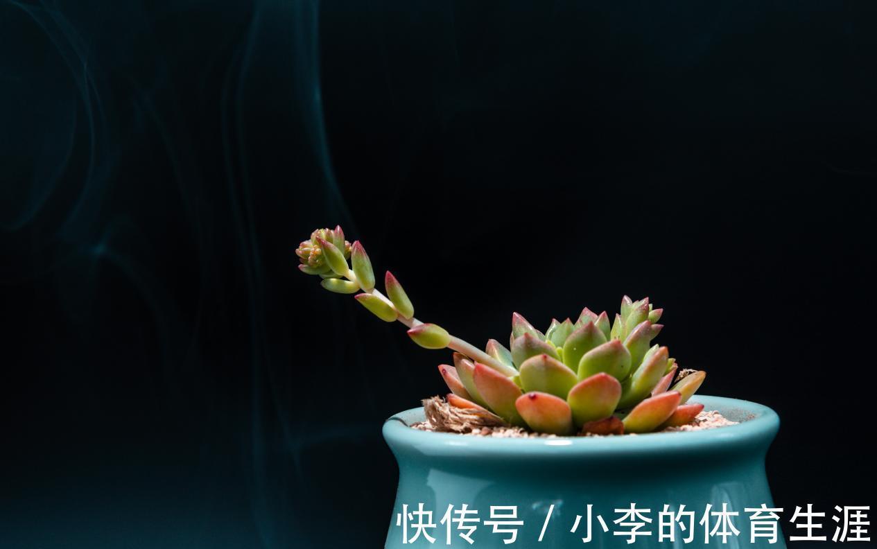 养多肉，盆栽不忽略这4点，茎叶就会发蔫、养不肥