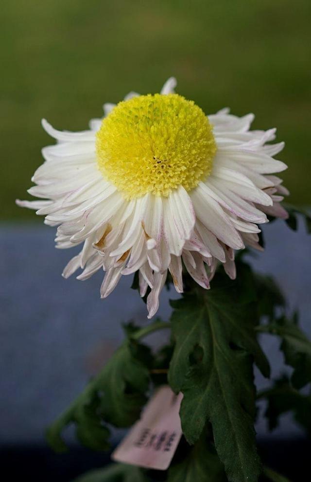 养花施肥多麻烦!浇花水兑“养花宝”,实用又有效!