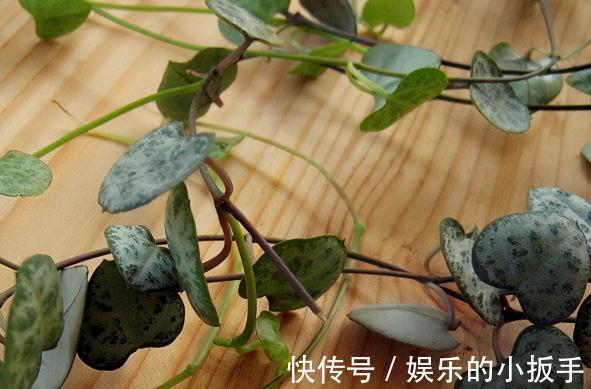 这5种多肉植物,不喜欢阳光,小心别晒伤了