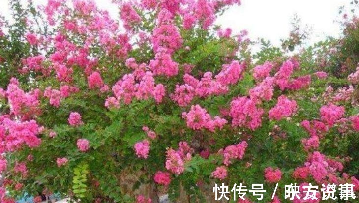 水仙花|号称女神花的几款花卉，漂亮又好养，沾土就活，越养越爆盆