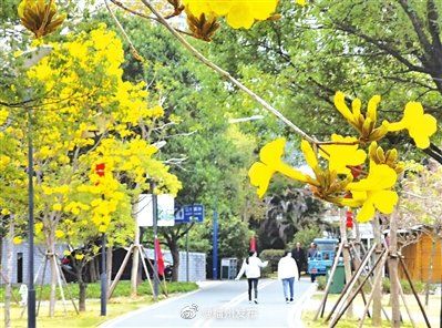 闽江北岸风铃花开