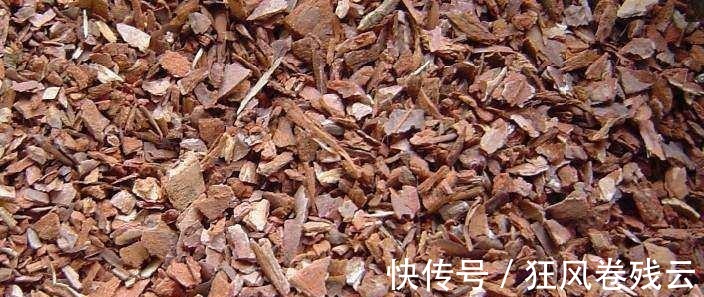 兰花盆土加点“万能肥料”,用对方法,可能真的10年不需要施肥