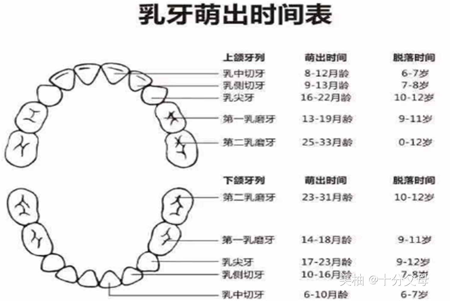 护理|宝宝多大开始出牙？出牙期的正确护理和辅食喂养，一次给大家讲透