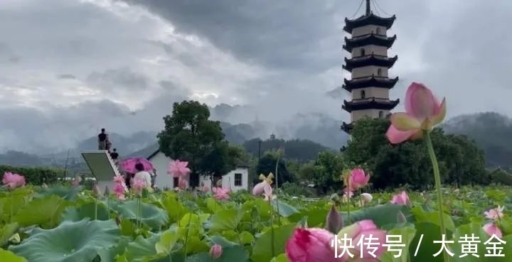 物种园|一处荷塘开出89朵并蒂莲，还有更罕见的