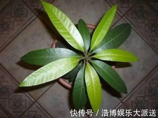 水果|3种“吃不起”的东西,捡“1颗”种子扔盆里,长成小树,结果能吃