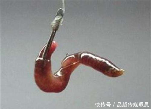 钓鱼|钓鱼:怎样钓河里的昂刺鱼(黄颡鱼)?