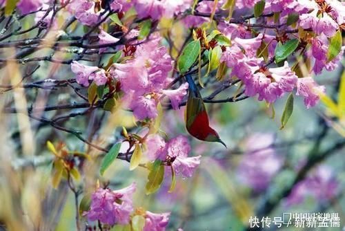 太阳鸟|没去过“三江并流”？你可能错过了“半个地球”