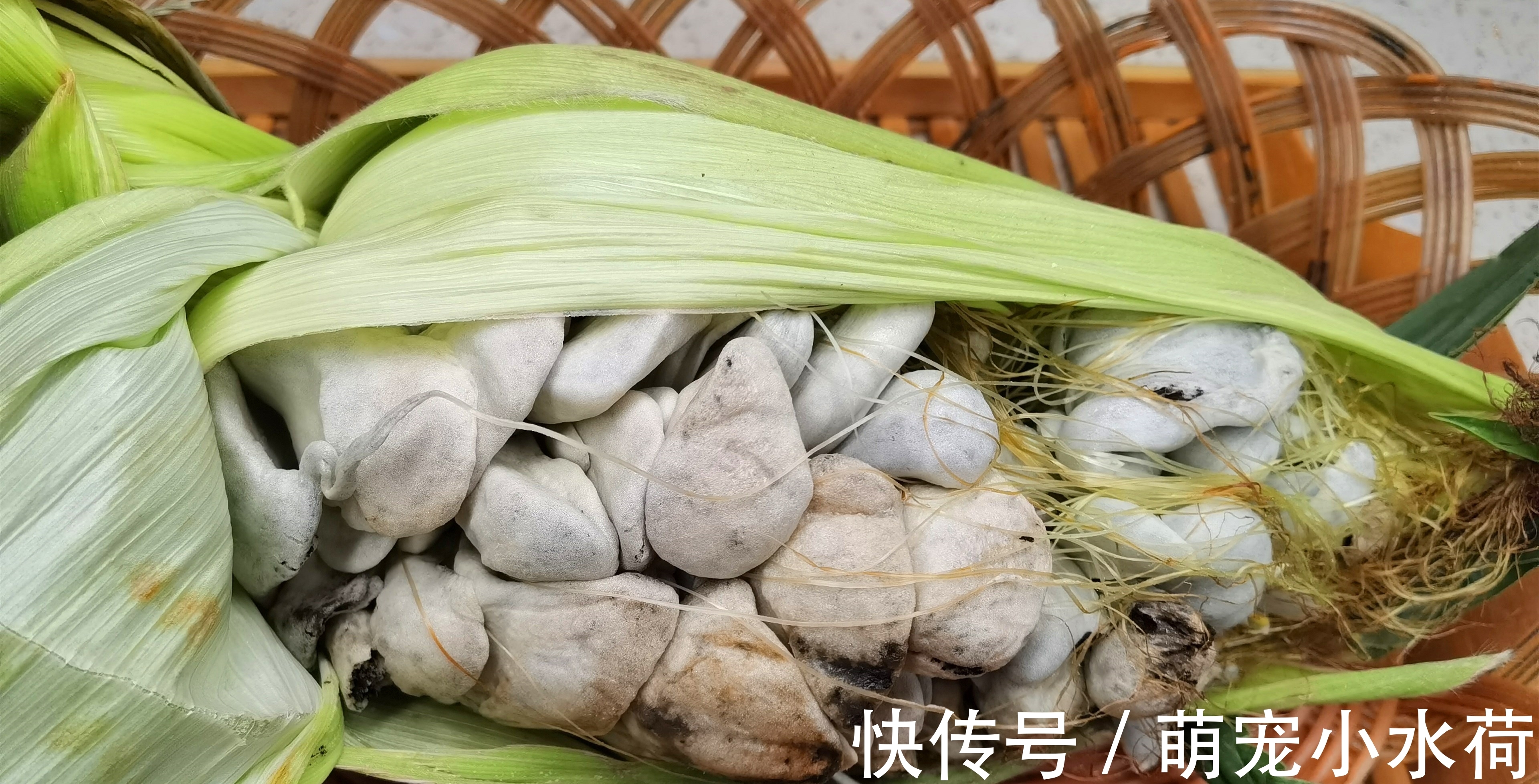 乌苠|此菜和玉米共生,农民见到就头痛,老外却拿它当美食,9美元1斤