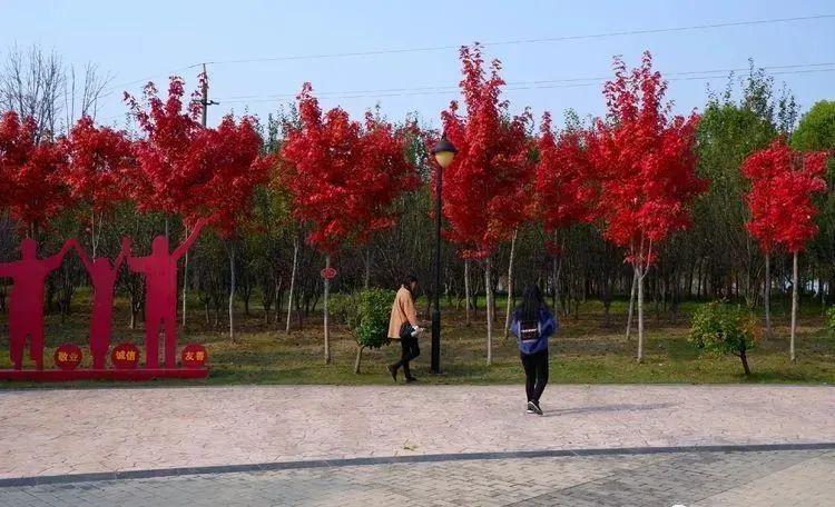 银杏|霜降枫红银杏黄，黄龙湿地公园染秋色