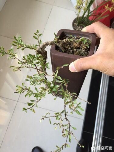 枸杞一般需要养几年才能养成盆景？