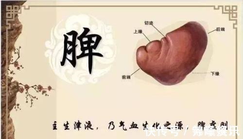 食疗方子|“健脾养胃、利水除湿”,1个食疗方子占全了,今天免费送给大家