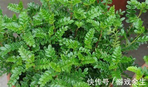 养花试试这几款,病虫害少,适应性强,一年四季都能开花