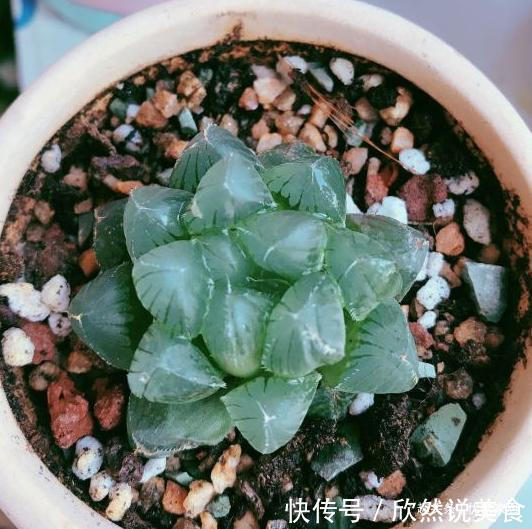 玉露|养1年的玉露群生,盆内显得太挤,狠心将其拆了,结果成玉露大户