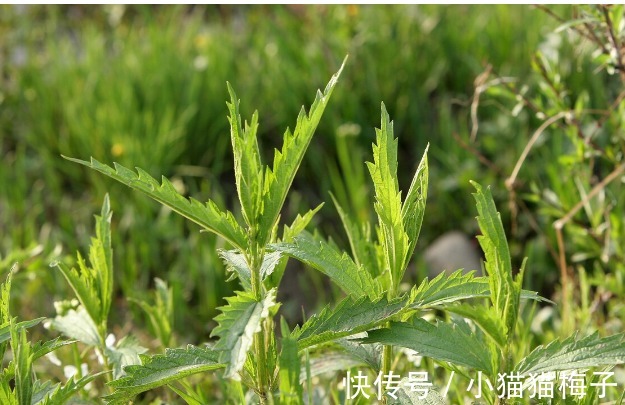 益母草|66种野菜大图片，带你见识不同的野菜和吃法，你想要的野菜这里有