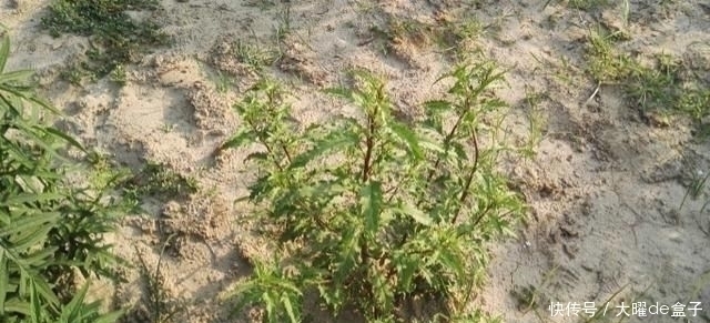 得了“脚气”奇痒无比别慌,农村一常见野草,用它煮水帮您搞定