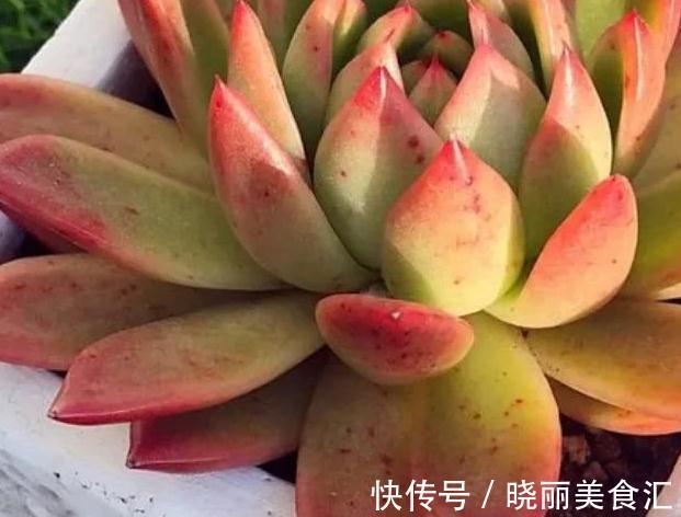 4种多肉便宜又好养,出状态非常漂亮,适合新手小白