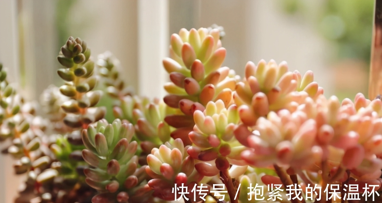 口诀|养多肉浇水记住3句“口诀”,叶片“胖乎乎”,养出漂亮状态