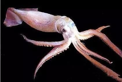 海鲜|渔民整理的海鲜大全,以后再也不怕不认识海鲜了