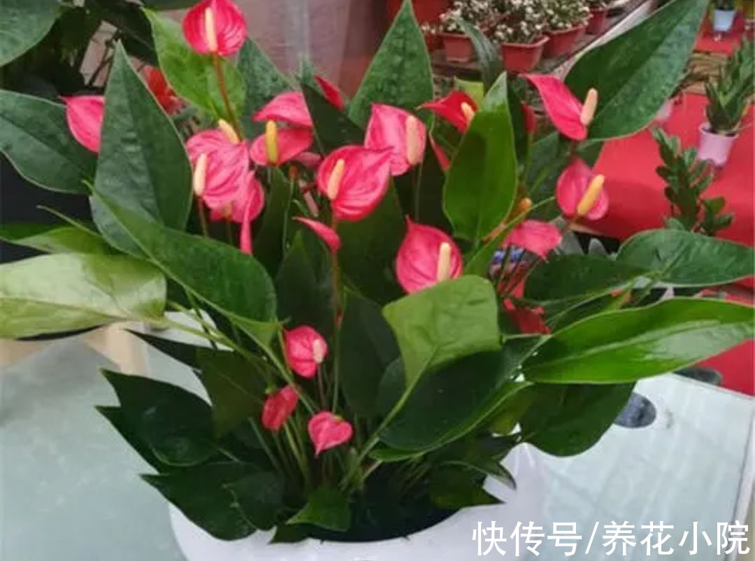 植株|6种漂亮花，家里养一盆，四季都能开花