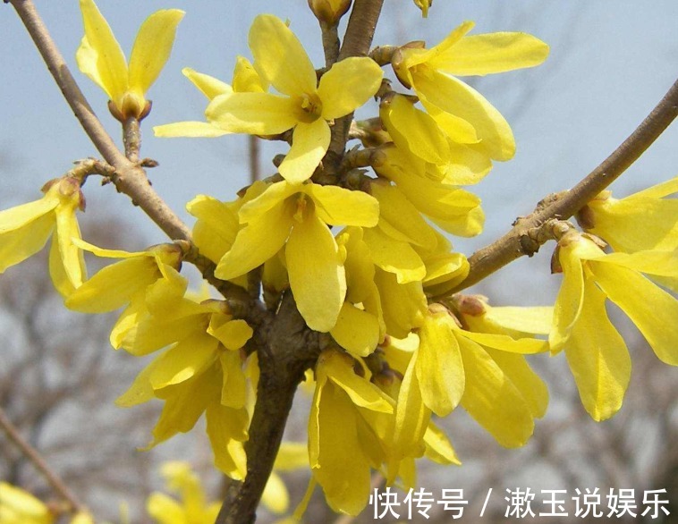 花卉|客厅养花,不如养几盆“金色的花”,既好看,又显得“高大上”