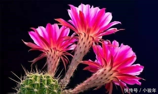 生活家|客厅不能乱养“花”,这种花被称为“破财花”,再好看也不要养