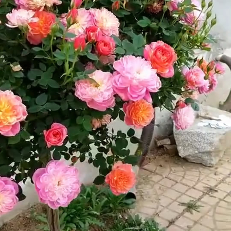 花了100块不到,庭院就大变样,花香四溢,一不小心变成花海