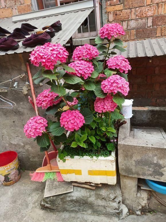 休眠期|立秋之后，4步轻轻叫醒“休眠”的花，缓过劲来猛长芽