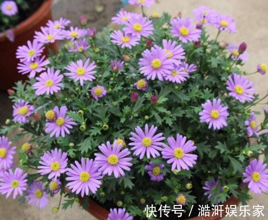超哥|4种“卧室花”养一盆,空气好、睡的香,花一开就是365天,真