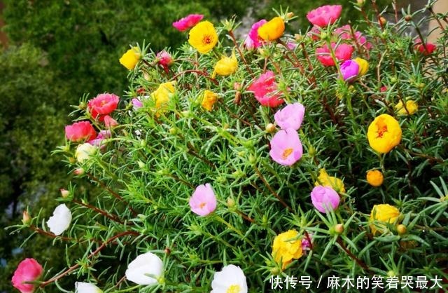 买花一时爽,养花火葬场,不能盲目入坑!买花一时爽,养花火葬场,不能盲目入坑!