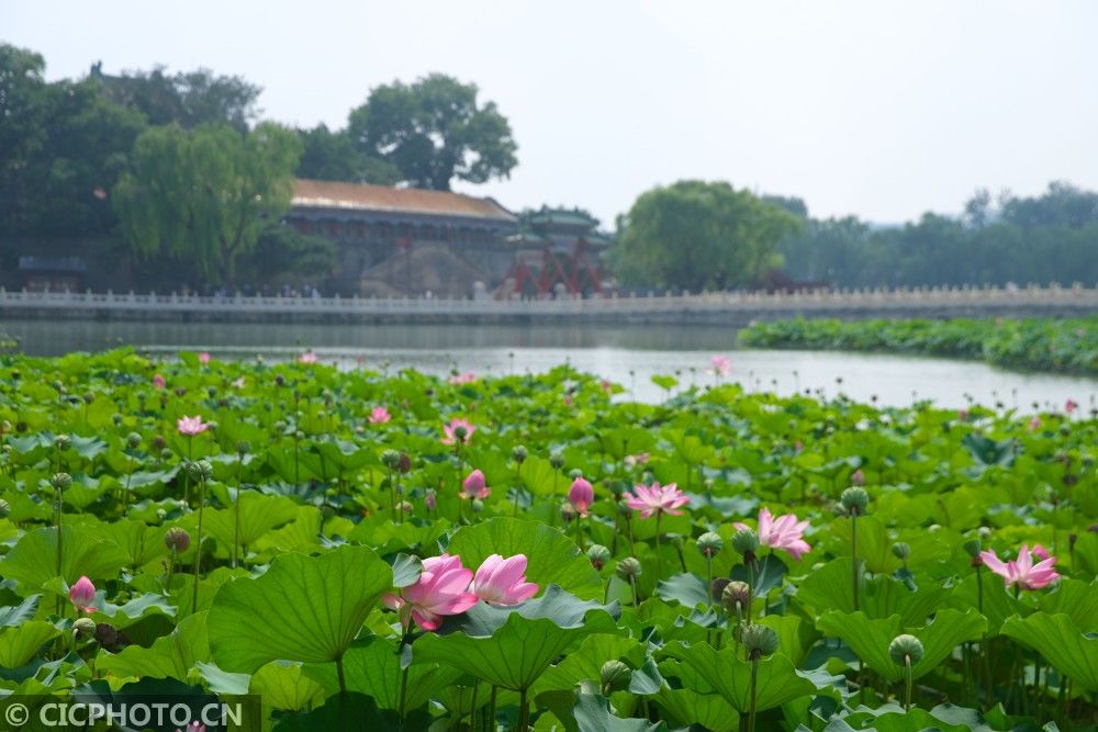 郭俊锋|夏日荷花别样红