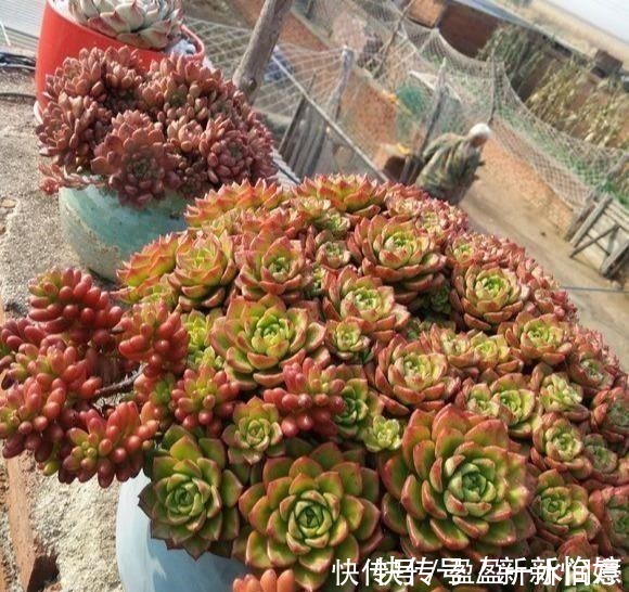 老桩|相见恨晚的多肉爆盆法,试一次爆一盆,赶紧用一用!