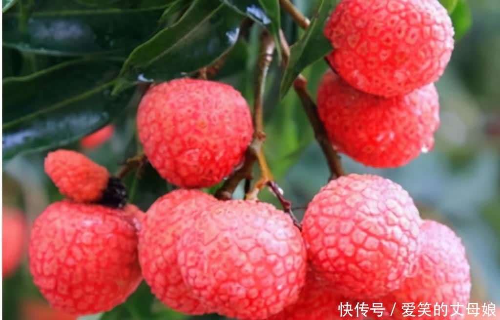菠萝蜜|想长寿先排毒，三种食物离不开，排毒养颜，提高免疫力！