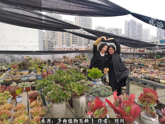 爱多肉，爱生活，我们是一群快乐的养肉人！