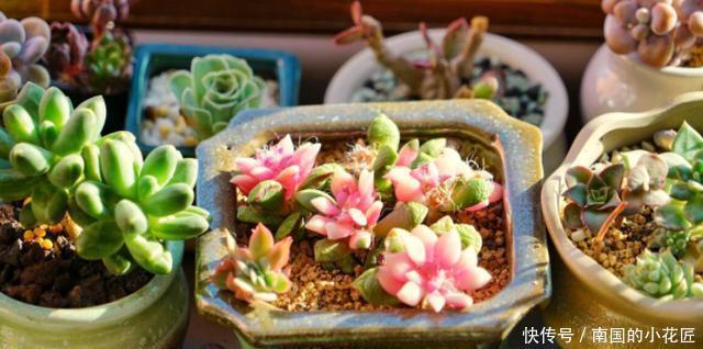 照顾|没有时间照顾多肉盆栽?不怕,这么“懒着养”反而容易出状态!