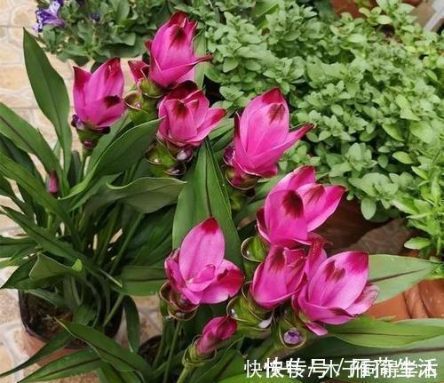 种花|夏天种下4种花,漂亮好养不怕晒,越晒太阳花越多,绽放层叠群花