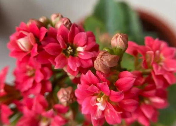 品种|75个长寿花品种，一个比一个美，一起来认识一下吧！