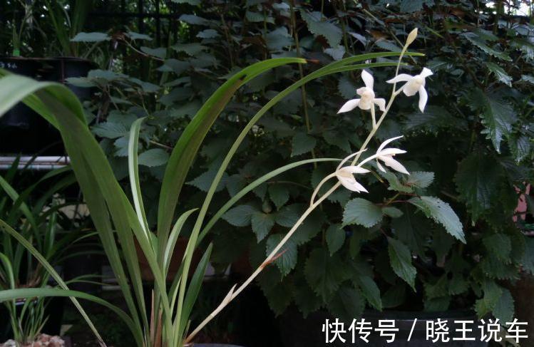 网友种的下山兰，开出了白花，让人羡慕不已