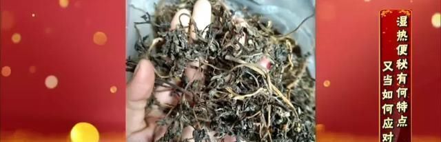 不吃|救命的马齿苋,99的人不知道的作用再不吃就晚了