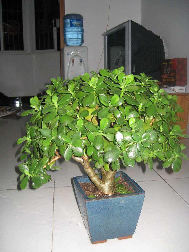 高价值|养金枝玉叶必须会修剪,掌握具体修剪方法,养出高价值盆景