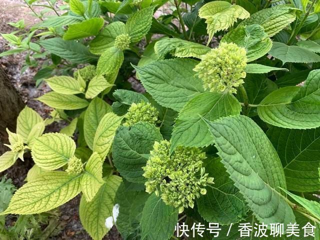 花卉|3种花都是“酸水”喂大的,每月浇点醋,黄叶消失,花满枝