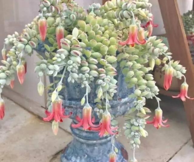  养在飘窗|有个飘窗小阳台，就养这2种带香味的多肉就够了，满屋子都是香味