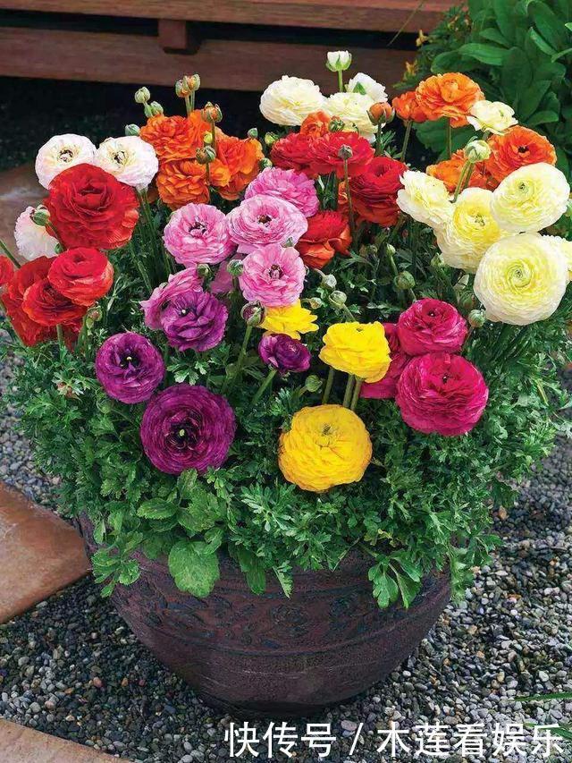 阳台上|叶子像芹菜,开花赛牡丹,这花名叫“芹菜花”,再土也能给你惊喜