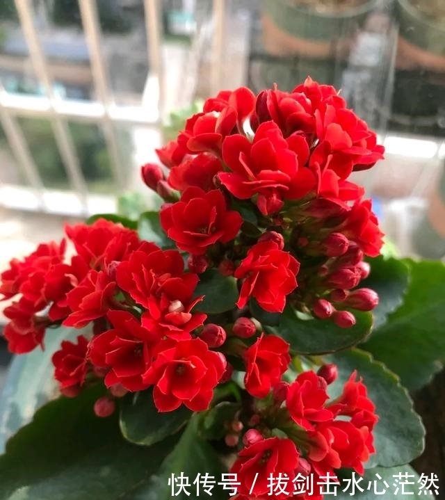 年度十大流行花卉,摆在家里,高贵优雅,又美又仙