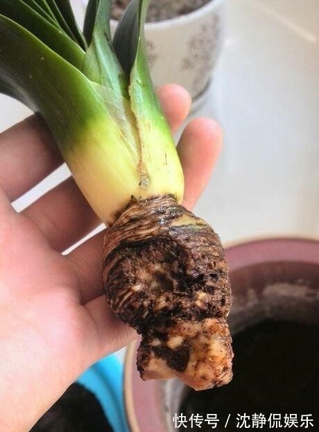 营养物质|成为养花高手,记得别做“3件”错事,几乎啥花都能养“爆盆”